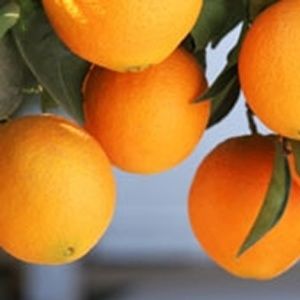 Loving Spell Hand Poured Soy (6.5oz) Candle